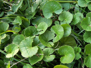 Centella Asiatica